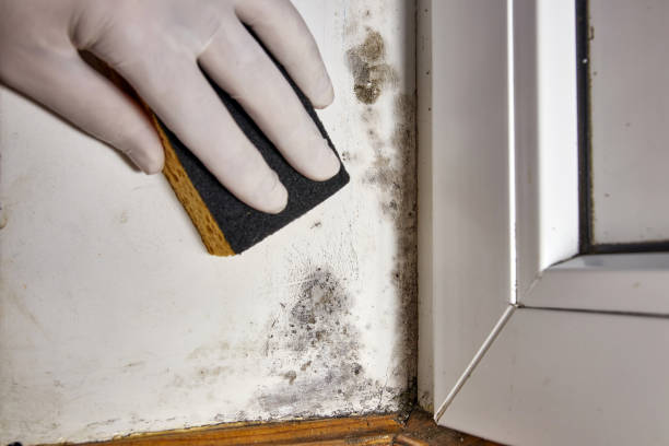 Mold Removal for HVAC Installations in Holtville, CA