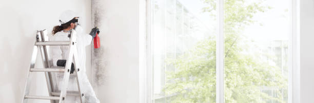 Best Mold Odor Removal Services  in Holtville, CA